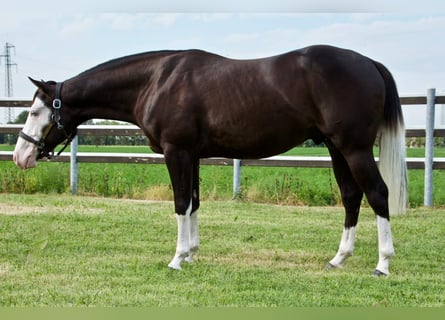 Caballo cuarto de milla, Semental, 5 años, Negro