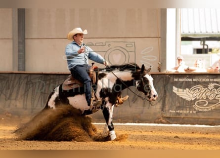 Caballo cuarto de milla, Semental, 10 años, 158 cm, Overo-todas las-capas