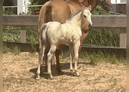 Caballo cuarto de milla, Semental, Potro (05/2025), 145 cm, Buckskin/Bayo