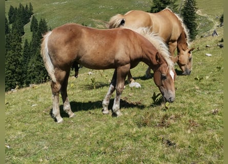 Caballo cuarto de milla Mestizo, Semental, Potro (04/2026), 148 cm