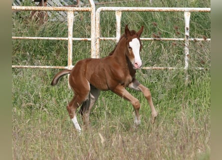 Caballo cuarto de milla, Semental, Potro (05/2025), 150 cm, Alazán