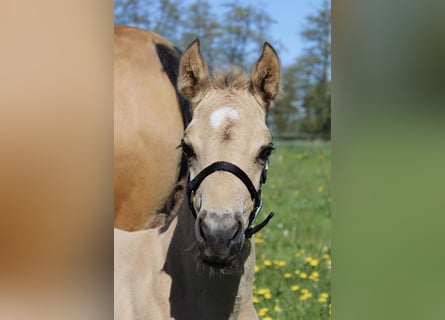 Caballo cuarto de milla, Semental, Potro (04/2026), 150 cm, Buckskin/Bayo