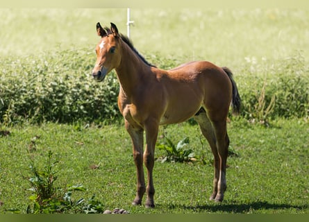Caballo cuarto de milla, Semental, Potro (05/2025), 152 cm, Castaño