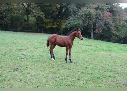 Caballo cuarto de milla, Semental, Potro (05/2025), 152 cm, Castaño oscuro Caballo cuarto de milla, Semental, Potro (05/2025), 152 cm, Castaño oscuro