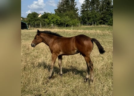 Caballo cuarto de milla, Semental, Potro (05/2024), 152 cm, Castaño