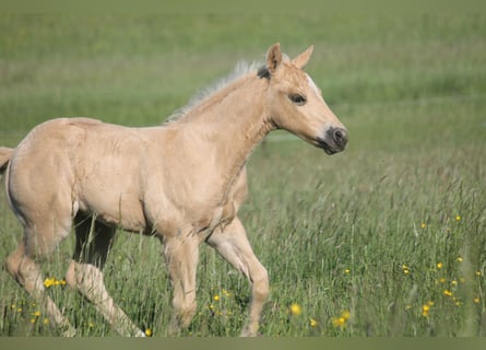 Caballo cuarto de milla, Semental, Potro (04/2026), 152 cm, Palomino