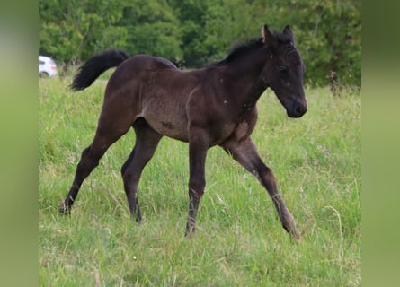 Caballo cuarto de milla, Semental, Potro (04/2024), 153 cm, Ruano azulado