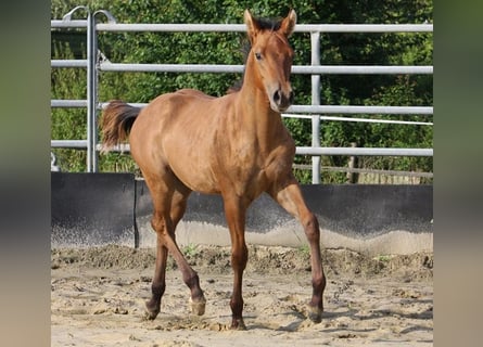 Caballo cuarto de milla, Semental, Potro (03/2023), 154 cm, Bayo