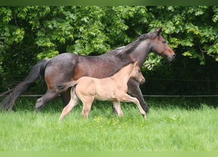 Caballo cuarto de milla, Semental, Potro (03/2024), 154 cm, Grullo