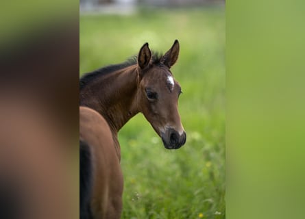 Caballo cuarto de milla, Semental, Potro (04/2026), 155 cm, Castaño