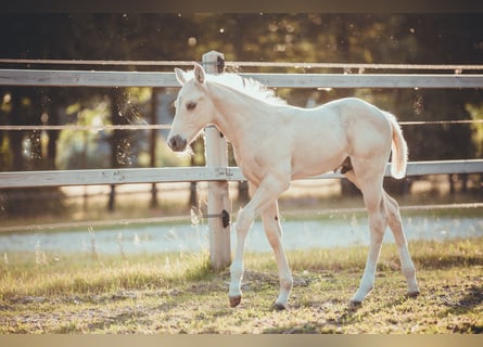 Caballo cuarto de milla, Semental, Potro (05/2025), 163 cm, Palomino