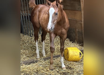 Caballo cuarto de milla, Semental, Potro (04/2024), Alazán-tostado