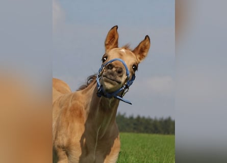 Caballo cuarto de milla, Semental, Potro (03/2026), Buckskin/Bayo