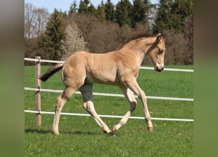 Caballo cuarto de milla, Semental, Potro (03/2026), Buckskin/Bayo