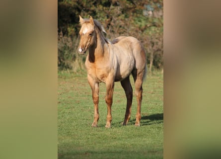 Caballo cuarto de milla, Semental, Potro (05/2025), Palomino