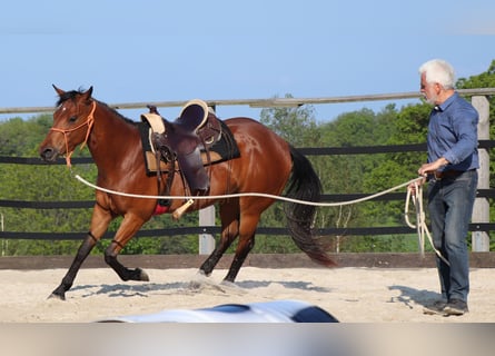 Caballo cuarto de milla, Yegua, 10 años, 148 cm, Castaño