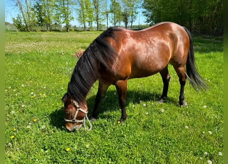 Caballo cuarto de milla, Yegua, 10 años, 157 cm, Castaño