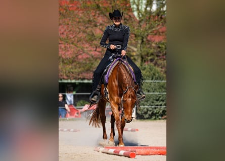 Caballo cuarto de milla, Yegua, 10 años, 161 cm, Alazán Caballo cuarto de milla, Yegua, 10 años, 161 cm, Alazán