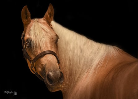 Caballo cuarto de milla, Yegua, 11 años, 145 cm, Palomino