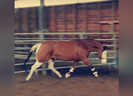 Caballo cuarto de milla, Yegua, 11 años, 147 cm, Castaño