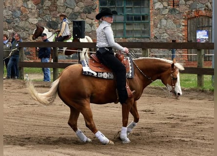 Caballo cuarto de milla, Yegua, 12 años, 148 cm, Palomino