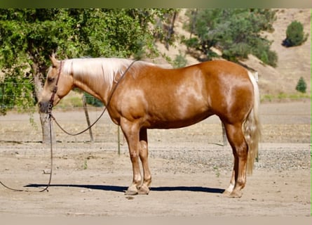 Caballo cuarto de milla, Yegua, 12 años, 152 cm, Palomino