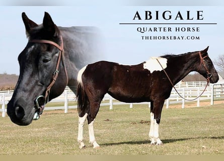 Caballo cuarto de milla, Yegua, 12 años, 152 cm, Tobiano-todas las-capas