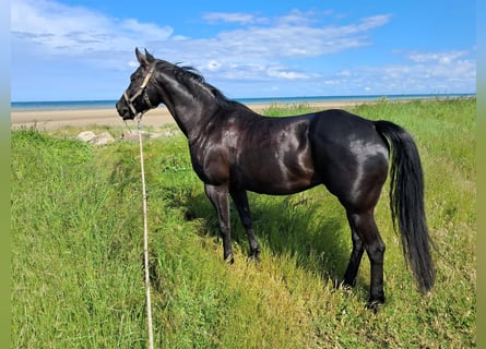 Caballo cuarto de milla, Yegua, 12 años, 153 cm, Negro