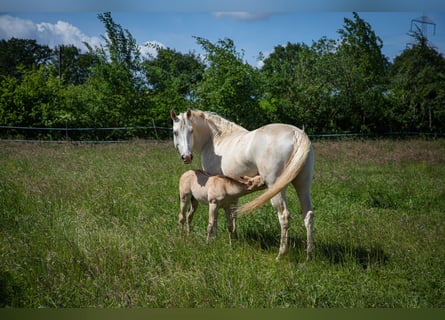 Caballo cuarto de milla, Yegua, 12 años, 154 cm, Champán