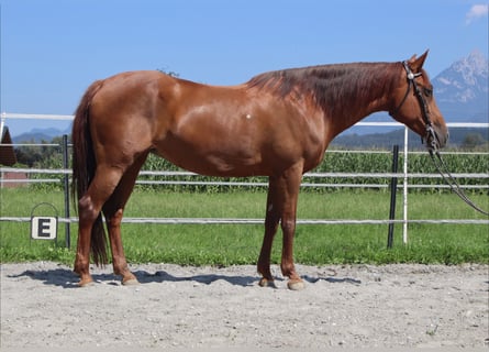 Caballo cuarto de milla, Yegua, 13 años, 150 cm, Alazán