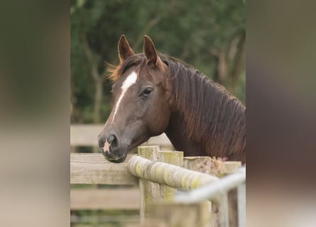 Caballo cuarto de milla, Yegua, 14 años, 145 cm, Alazán-tostado