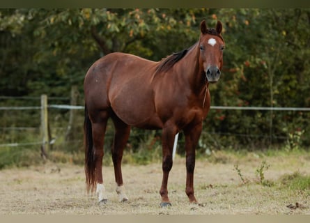 Caballo cuarto de milla, Yegua, 14 años, 150 cm, Alazán-tostado