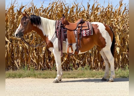 Caballo cuarto de milla, Yegua, 14 años, Pío
