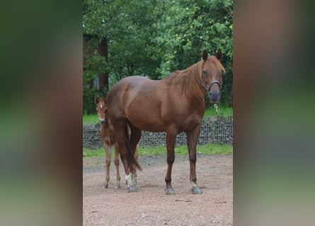 Caballo cuarto de milla, Yegua, 15 años, 148 cm, Alazán-tostado