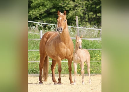 Caballo cuarto de milla, Yegua, 16 años, 148 cm, Palomino