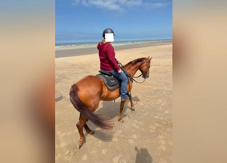 Caballo cuarto de milla, Yegua, 16 años, 160 cm, Alazán