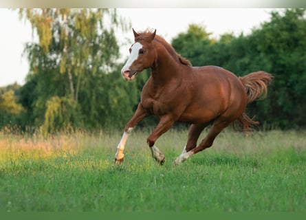 Caballo cuarto de milla Mestizo, Yegua, 17 años, 148 cm, Alazán