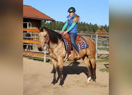 Caballo cuarto de milla, Yegua, 17 años, 154 cm, Buckskin/Bayo