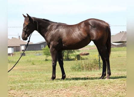 Caballo cuarto de milla, Yegua, 1 año, 132 cm, Negro