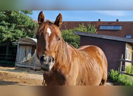 Caballo cuarto de milla, Yegua, 1 año, 147 cm, Alazán-tostado