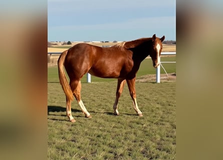 Caballo cuarto de milla, Yegua, 1 año, 148 cm, Alazán