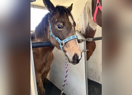 Caballo cuarto de milla, Yegua, 1 año, 148 cm, Buckskin/Bayo