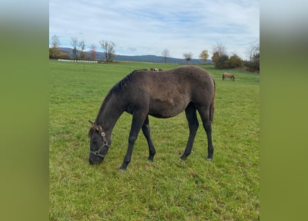 Caballo cuarto de milla, Yegua, 1 año, 148 cm, Grullo