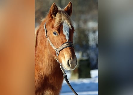 Caballo cuarto de milla, Yegua, 1 año, 150 cm, Alazán