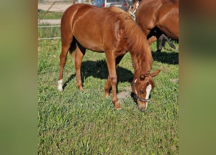 Caballo cuarto de milla, Yegua, 1 año, 150 cm, Alazán