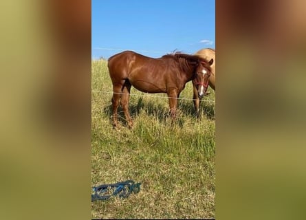 Caballo cuarto de milla, Yegua, 1 año, 150 cm, Alazán