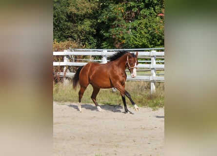 Caballo cuarto de milla, Yegua, 1 año, 150 cm, Castaño