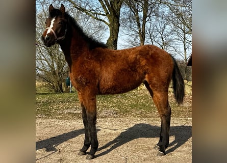 Caballo cuarto de milla, Yegua, 1 año, 150 cm, Castaño
