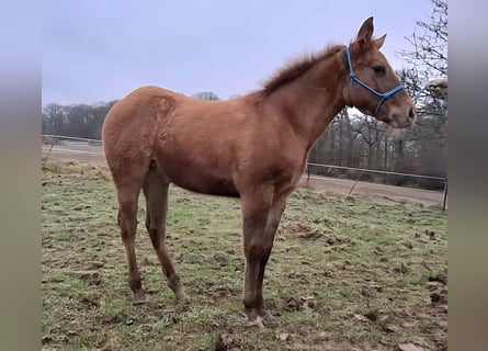 Caballo cuarto de milla, Yegua, 1 año, 150 cm, Red Dun/Cervuno