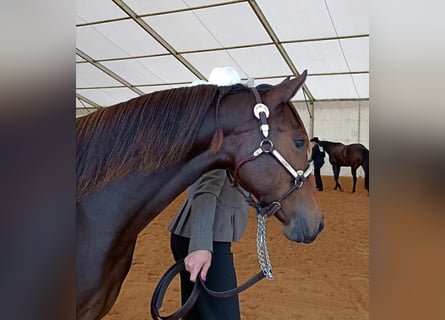 Caballo cuarto de milla, Yegua, 1 año, 152 cm, Castaño